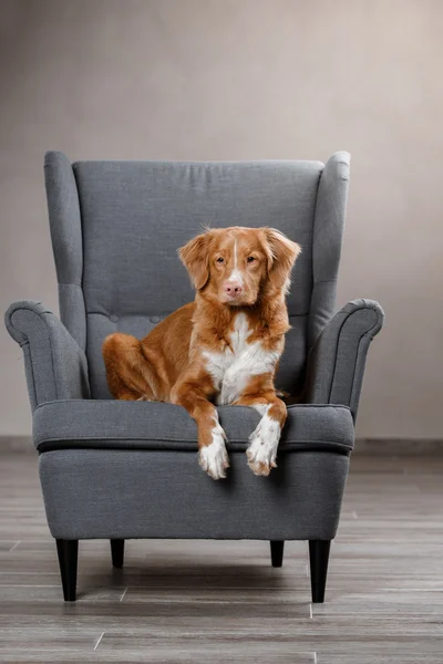 Dog Nova Scotia Duck Tolling Retriever, portrait dog on a studio color background — Stock Photo, Image