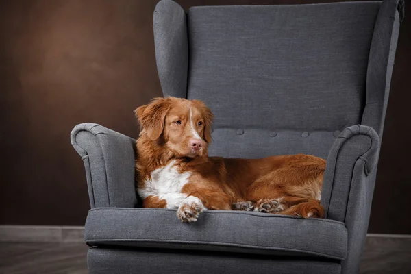 Dog Nova Scotia Duck Tolling Retriever, cão retrato em um fundo de cor de estúdio — Fotografia de Stock