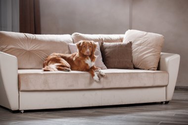 Köpek Nova Scotia Duck Tolling Retriever, portre köpek studio renk arka plan üzerinde