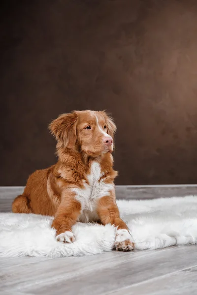 Cane Nova Scotia Duck Tolling Retriever, ritratto cane su uno sfondo di colore dello studio — Foto Stock