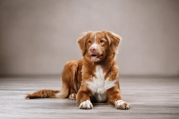 Dog Nova Scotia Duck Tolling Retriever, portrait dog on a studio color background — Stock Photo, Image