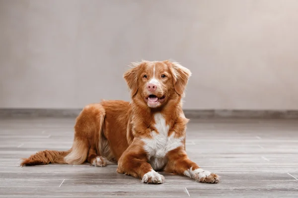 Cane Nova Scotia Duck Tolling Retriever, ritratto cane su uno sfondo di colore dello studio — Foto Stock