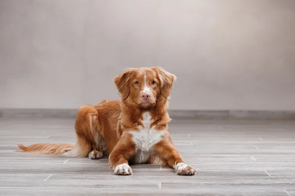 Perro Nova Scotia Duck Tolling Retriever, perro retrato sobre un fondo de color de estudio — Foto de Stock