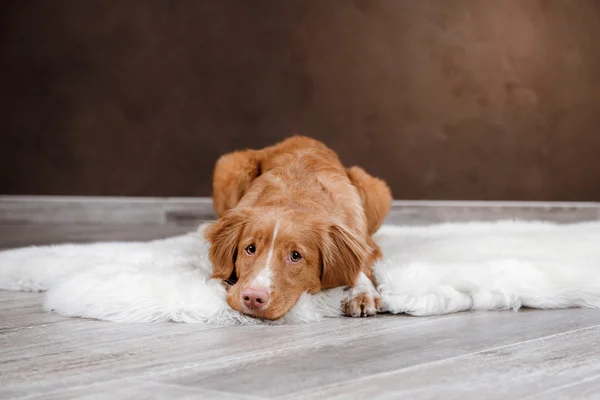 Perro Nova Scotia Duck Tolling Retriever, perro retrato sobre un fondo de color de estudio — Foto de Stock