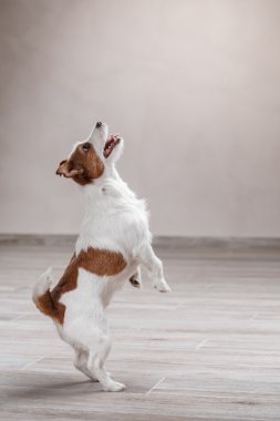 Köpek doğurmak Jack Russell Terrier portre köpek studio renk arka plan üzerinde