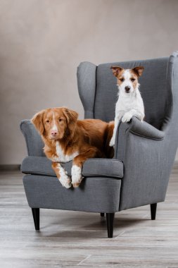 Köpekler Jack Russell Terrier ve köpek Nova Scotia Duck Tolling Retriever 