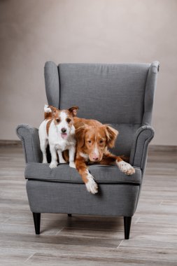 Köpekler Jack Russell Terrier ve köpek Nova Scotia Duck Tolling Retriever 