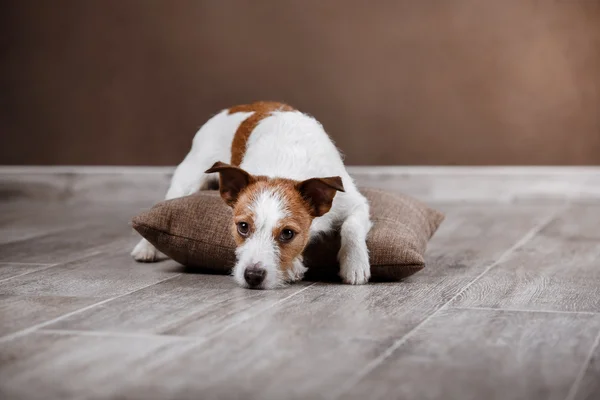 Cane razza Jack Russell Terrier ritratto cane su uno sfondo di colore studio — Foto Stock