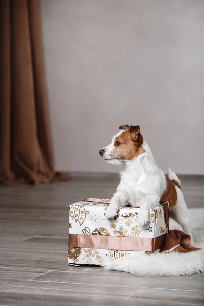 Hunderasse Jack Russell Terrier Portrait Hund auf einem Studio Farbhintergrund — Stockfoto