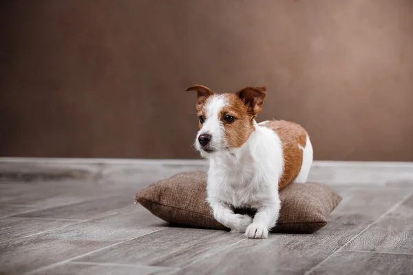 Pies rasy Jack Russell Terrier pies portret na tle kolor studio — Zdjęcie stockowe