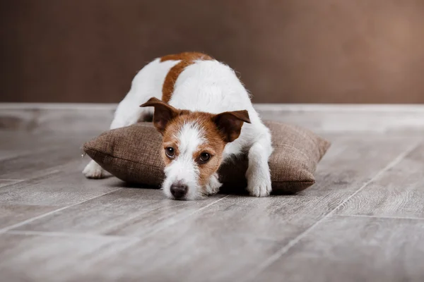 Perro raza Jack Russell Terrier retrato perro en un estudio de color de fondo —  Fotos de Stock