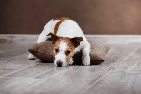 Dog breed Jack Russell Terrier portrait dog on a studio color background — Stock Photo, Image