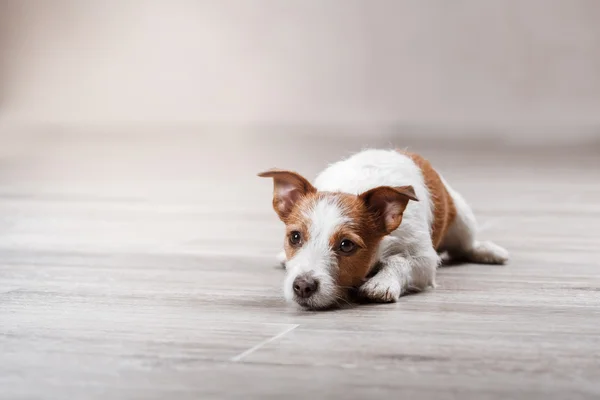 Hund rasen Jack Russell Terrier stående hund på studio färgbakgrund — Stockfoto