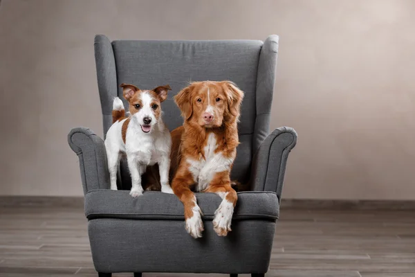 Perros Jack Russell Terrier y Perro Nova Scotia Duck Tolling Retriever — Foto de Stock