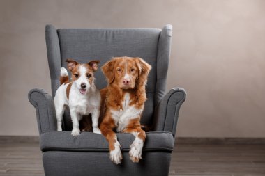 Köpekler Jack Russell Terrier ve köpek Nova Scotia Duck Tolling Retriever 