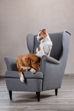 Köpekler Jack Russell Terrier ve köpek Nova Scotia Duck Tolling Retriever 