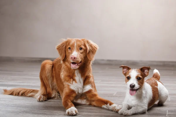 Köpek Jack Russell Terrier ve köpek Nova Scotia Duck Tolling Retriever — Stok fotoğraf