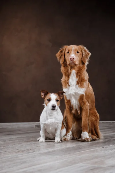 Chien Jack Russell Terrier et chien Nouvelle-Écosse Duck Tolling Retriever — Photo