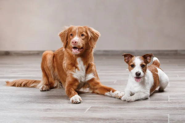 Perro Jack Russell Terrier y Perro Nova Scotia Pato Tolling Retriever —  Fotos de Stock