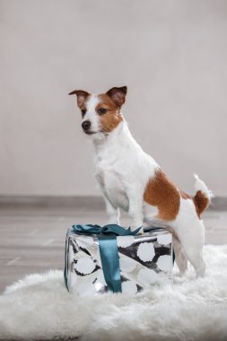 Köpek doğurmak Jack Russell Terrier portre köpek studio renk arka plan üzerinde