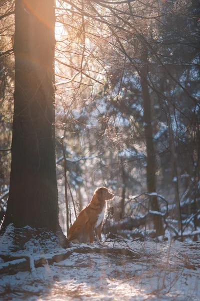 Ράτσα σκύλου Nova Scotia Duck διοδίων Retriever στο χειμερινό πάρκο — Φωτογραφία Αρχείου