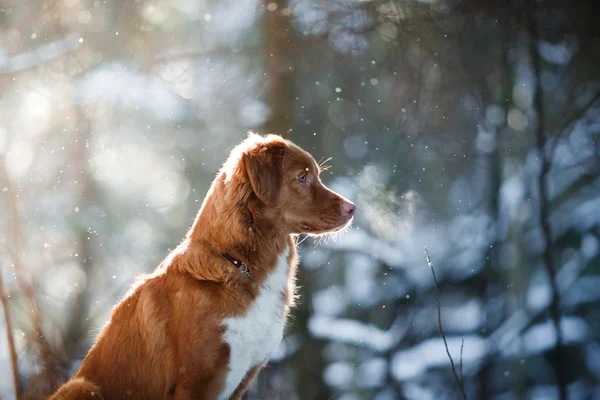 Породы собак Новая Шотландия Утка Толлинг ретривер в зимнем парке — стоковое фото
