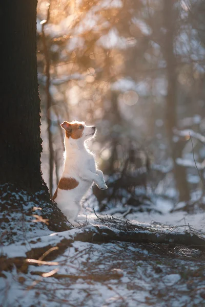 Hondenras Jack Russell Terriër in winter park — Stockfoto