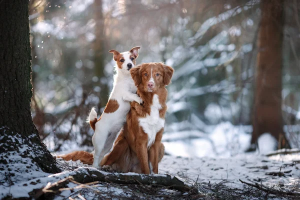 Dog breed Nova Scotia Duck Tolling Retriever and Jack Russell Terrier in winter park — Stock Photo, Image