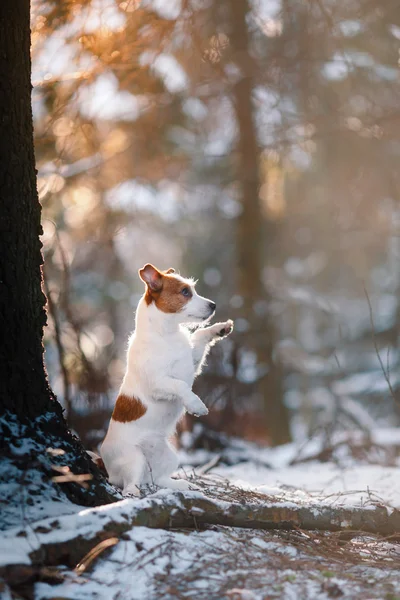 Razza di cane Jack Russell Terrier in parco invernale — Foto Stock