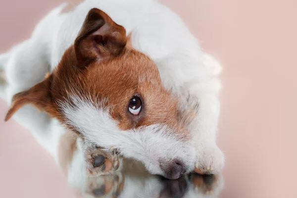 Hunderasse Jack Russell Terrier auf einem farbigen Hintergrund im Studio — Stockfoto