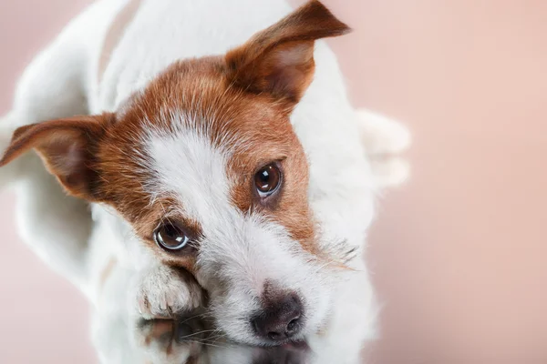 Hunderasse Jack Russell Terrier auf einem farbigen Hintergrund im Studio — Stockfoto