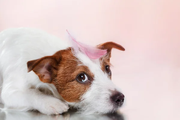 Dog breed Jack Russell Terrier on a studio color background and a feather — Stock Photo, Image