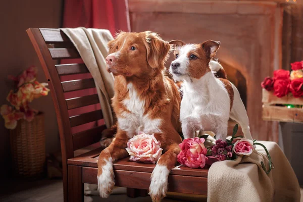 Cães Jack Russell Terrier e Dog Nova Scotia Duck Tolling Retriever cão retrato deitado em uma cadeira no estúdio — Fotografia de Stock