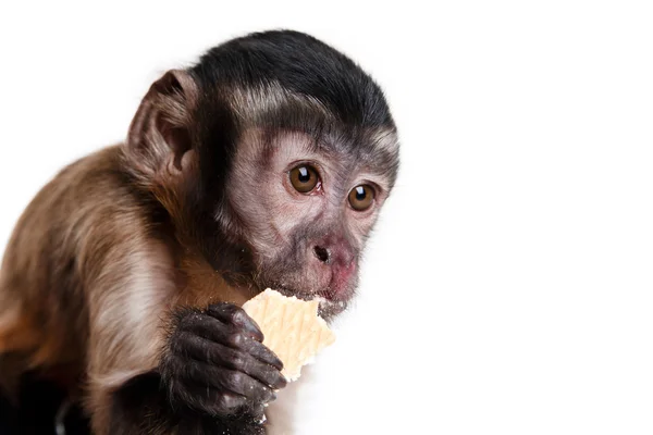 Macaquinho, um retrato no estúdio — Fotografia de Stock