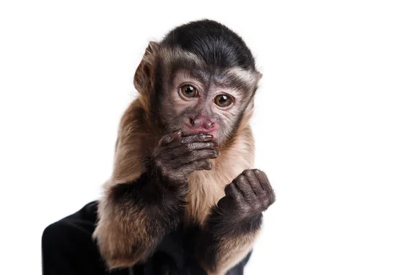 Macaquinho, um retrato no estúdio — Fotografia de Stock