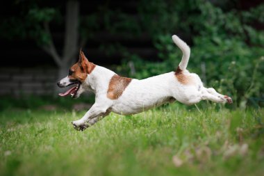 Köpek doğurmak Jack Russell Terrier üzerinde doğa yürüyüşleri