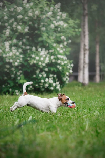 ジャック ・ ラッセル ・ テリアの犬の品種は自然を歩く — ストック写真