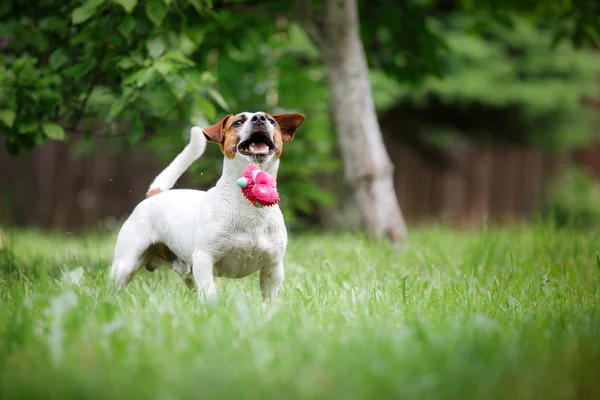 Hund rasen Jack Russell Terrier går på natur — Stockfoto