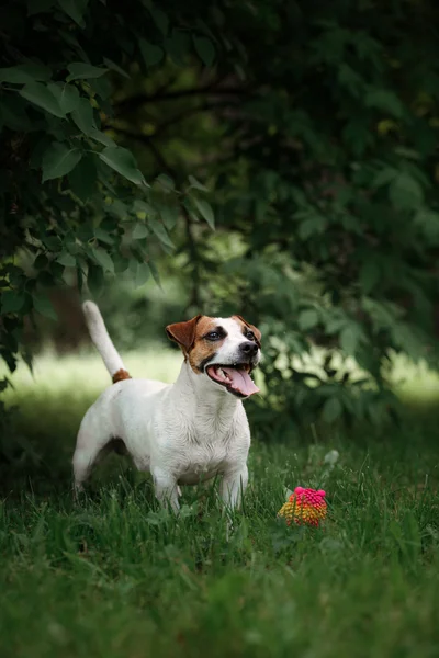 Raça de cão Jack Russell Terrier caminha na natureza — Fotografia de Stock