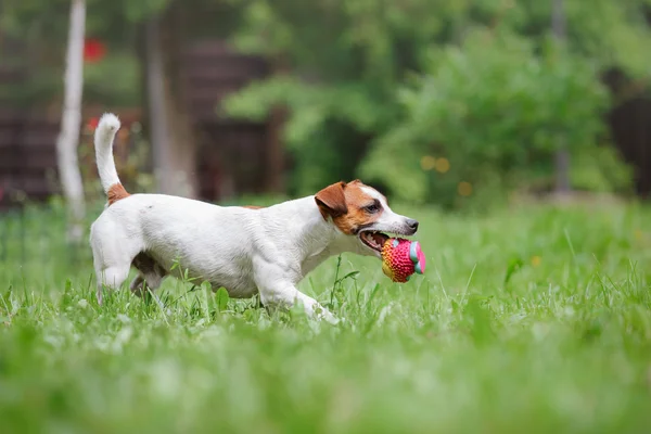 Dog breed Jack Russell Terrier walks on nature — Stock Photo, Image