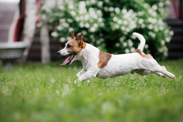 Chien Jack Russell Terrier promenades sur la nature — Photo