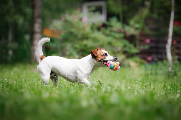 Psí plemeno Jack Russell teriér chodí na přírodu — Stock fotografie