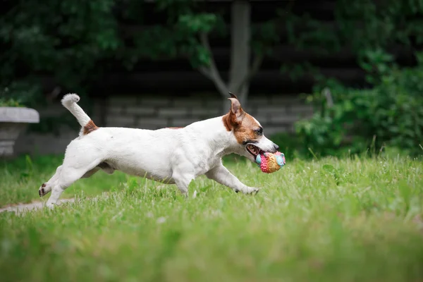 Psí plemeno Jack Russell teriér chodí na přírodu — Stock fotografie