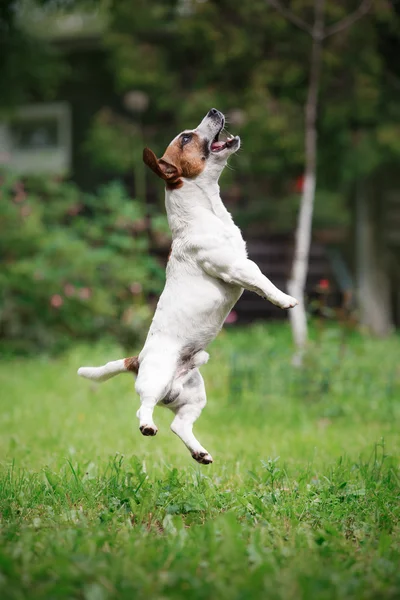 สุนัขสายพันธุ์ Jack Russell Terrier เดินบนธรรมชาติ — ภาพถ่ายสต็อก