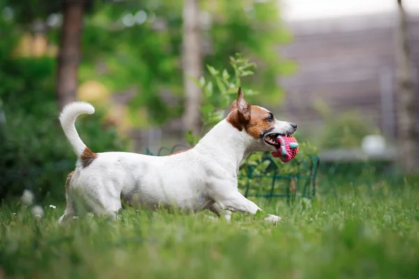 Raza de perros Jack Russell Terrier pasea por la naturaleza — Foto de Stock
