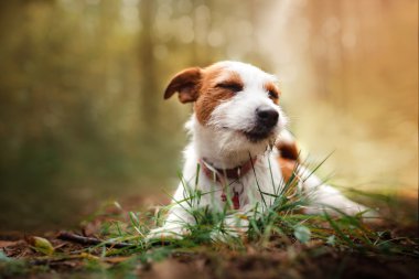 Köpek doğurmak Jack Russell Terrier üzerinde doğa yürüyüşleri