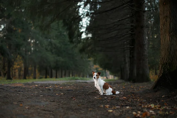 Hondenras Jack Russell Terrier wandelingen op aard — Stockfoto