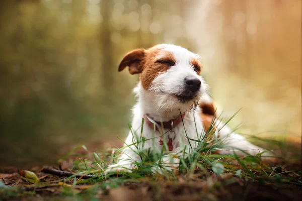 Köpek doğurmak Jack Russell Terrier üzerinde doğa yürüyüşleri