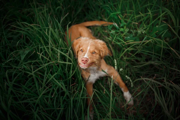 Σκύλος nova scotia πάπια tolling retriever περπάτημα στο πάρκο — Φωτογραφία Αρχείου