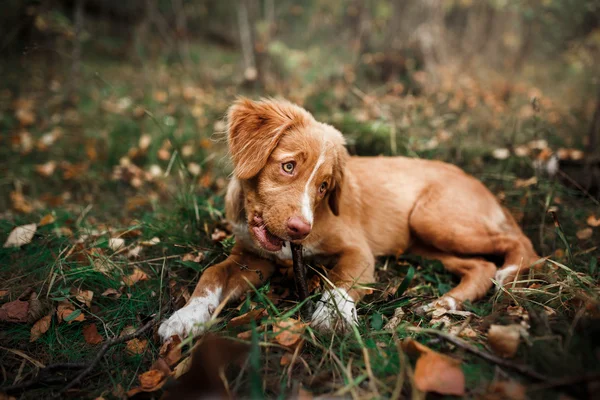 Pies nova scotia kaczka tolling retriever spacery w parku — Zdjęcie stockowe